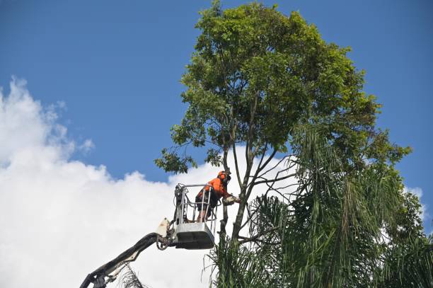 Trusted Wallenpaupack Lake Estates, PA Tree Services Experts